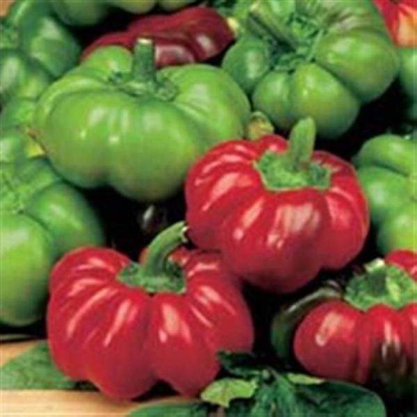 Topepo Rosso red tomato Italian sweet pepper 20 ...